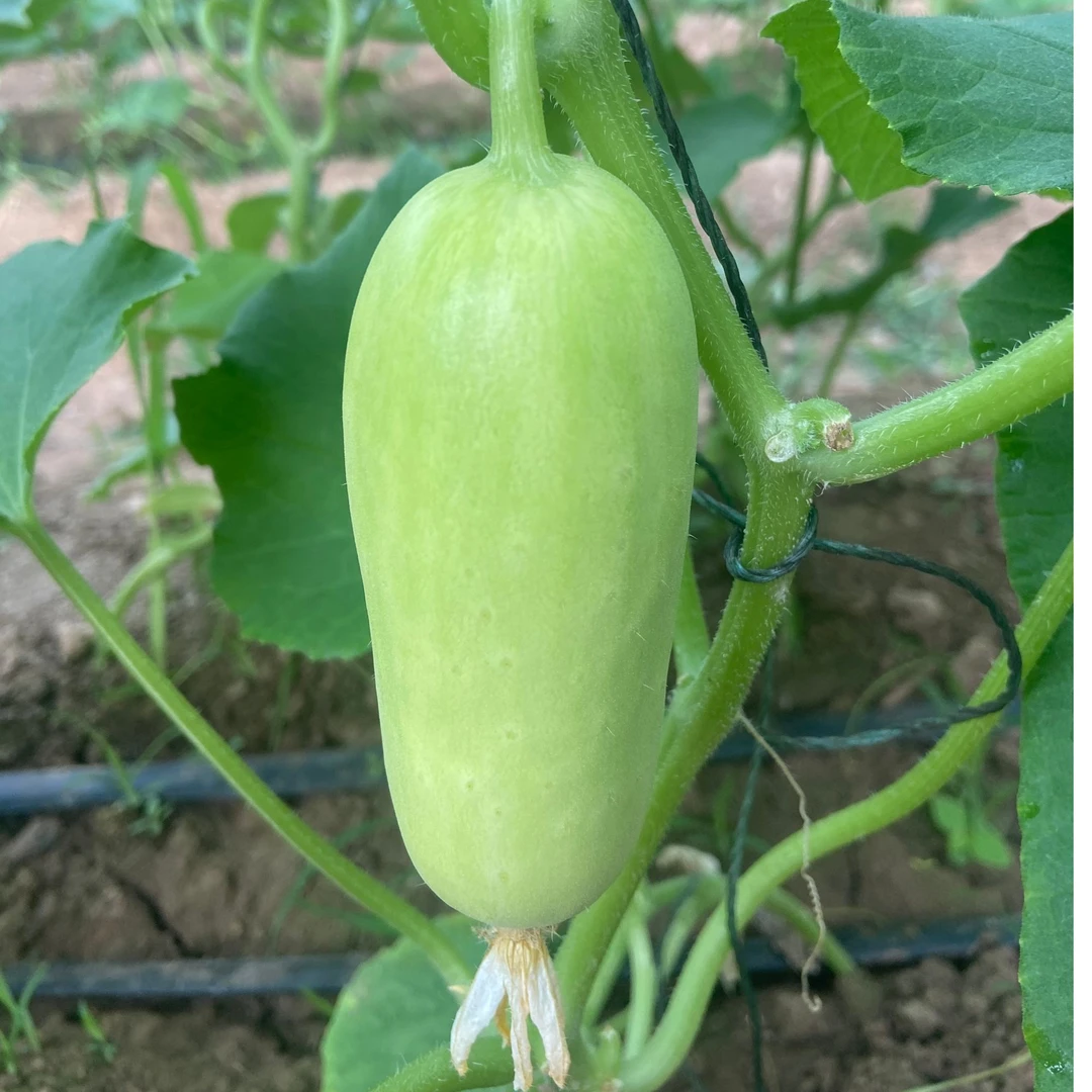 山东水果黄瓜 奶油黄瓜 白玉黄瓜 5斤包邮