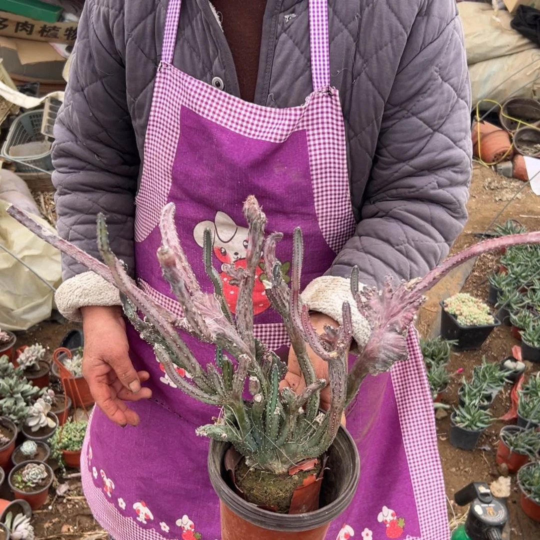 多肉亩植物中央音乐学院