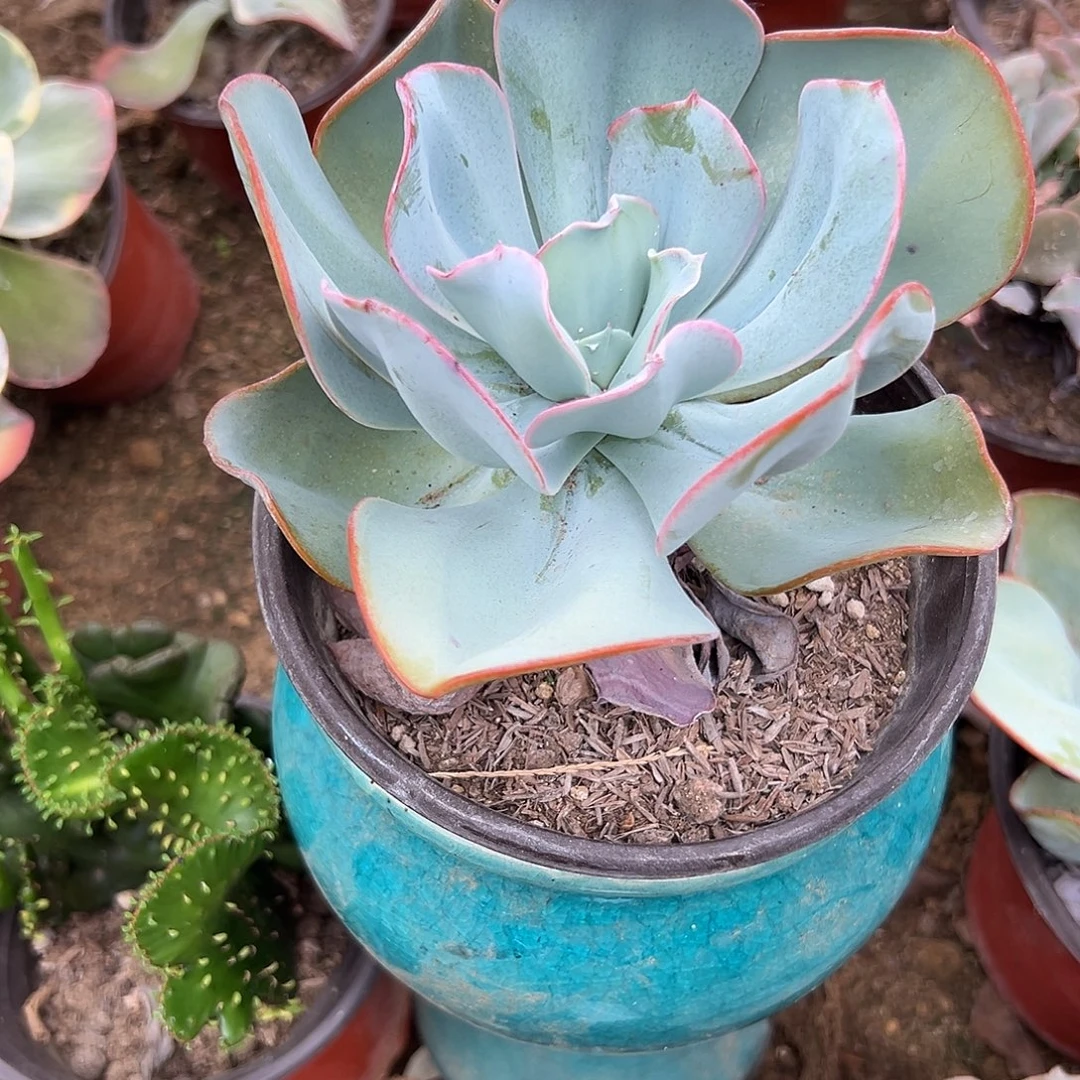 多肉植物布鲁克林蓝