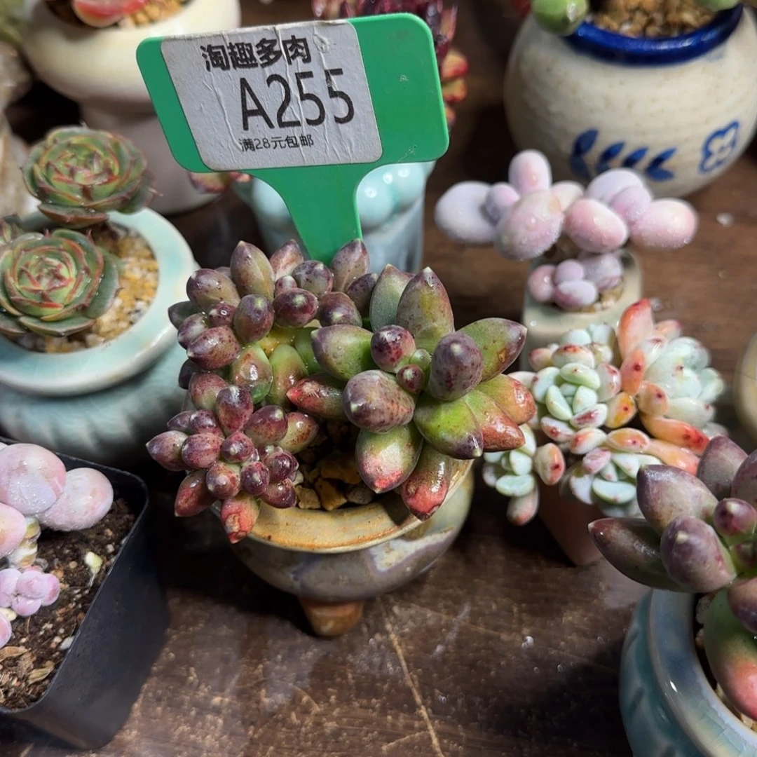 星空美人多肉植物