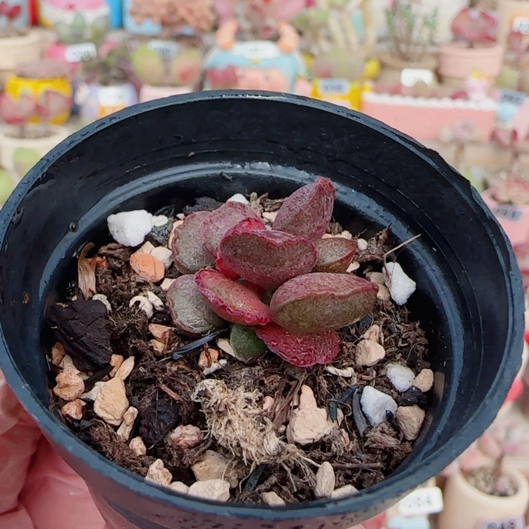 T蕾丝红蛋盆口3.5cm