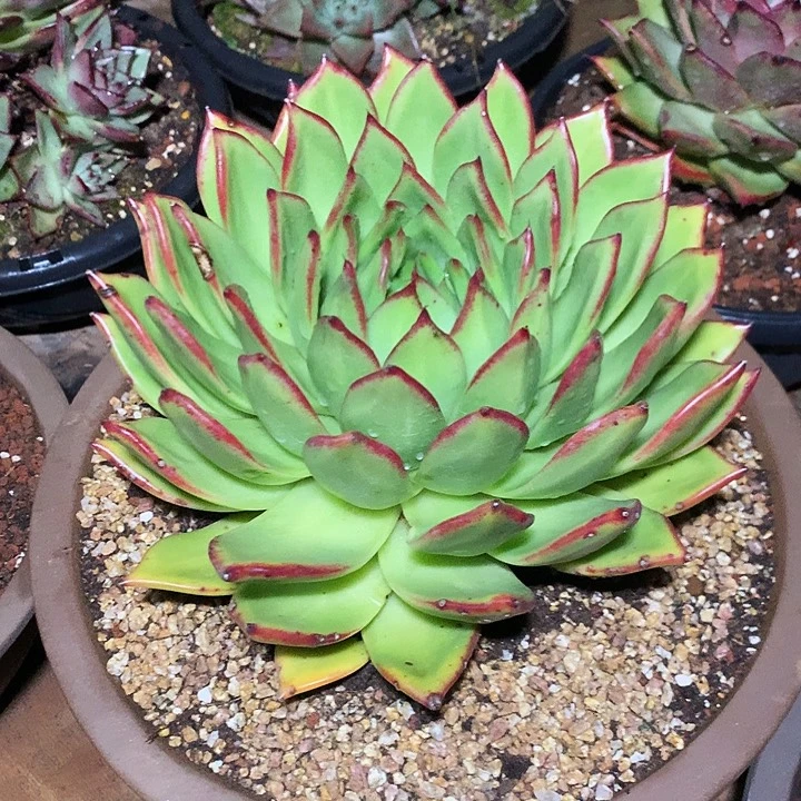 美肉特价活动开始啦