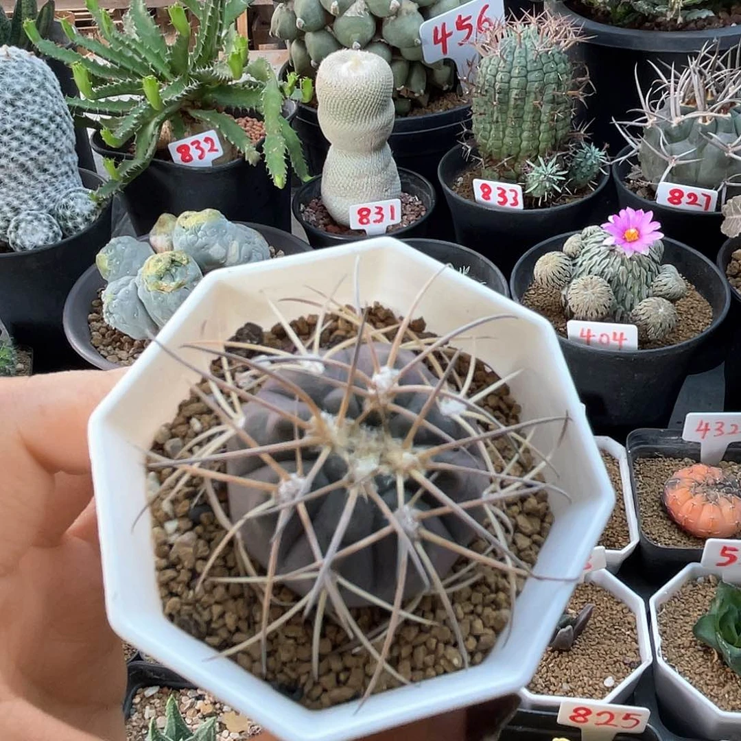 实生紫皮趴刺天平仙人球