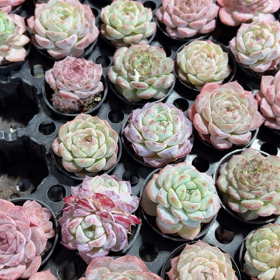 多肉糖心杂交5㎝盆7颗一组随机