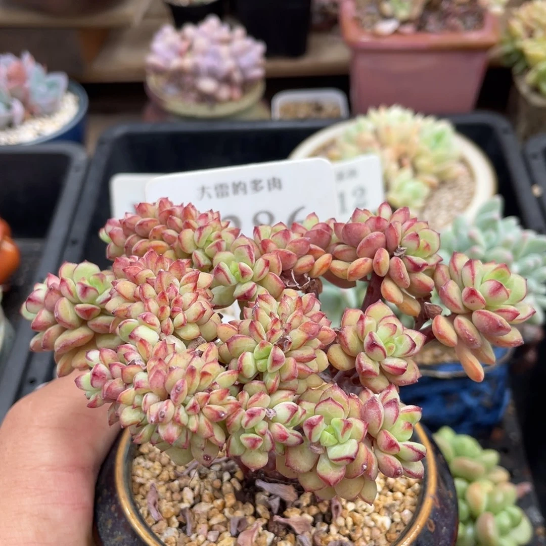 286探戈缀不带盆12厘米