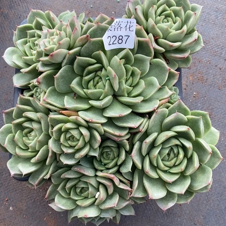 叮***5精品多肉植物2287