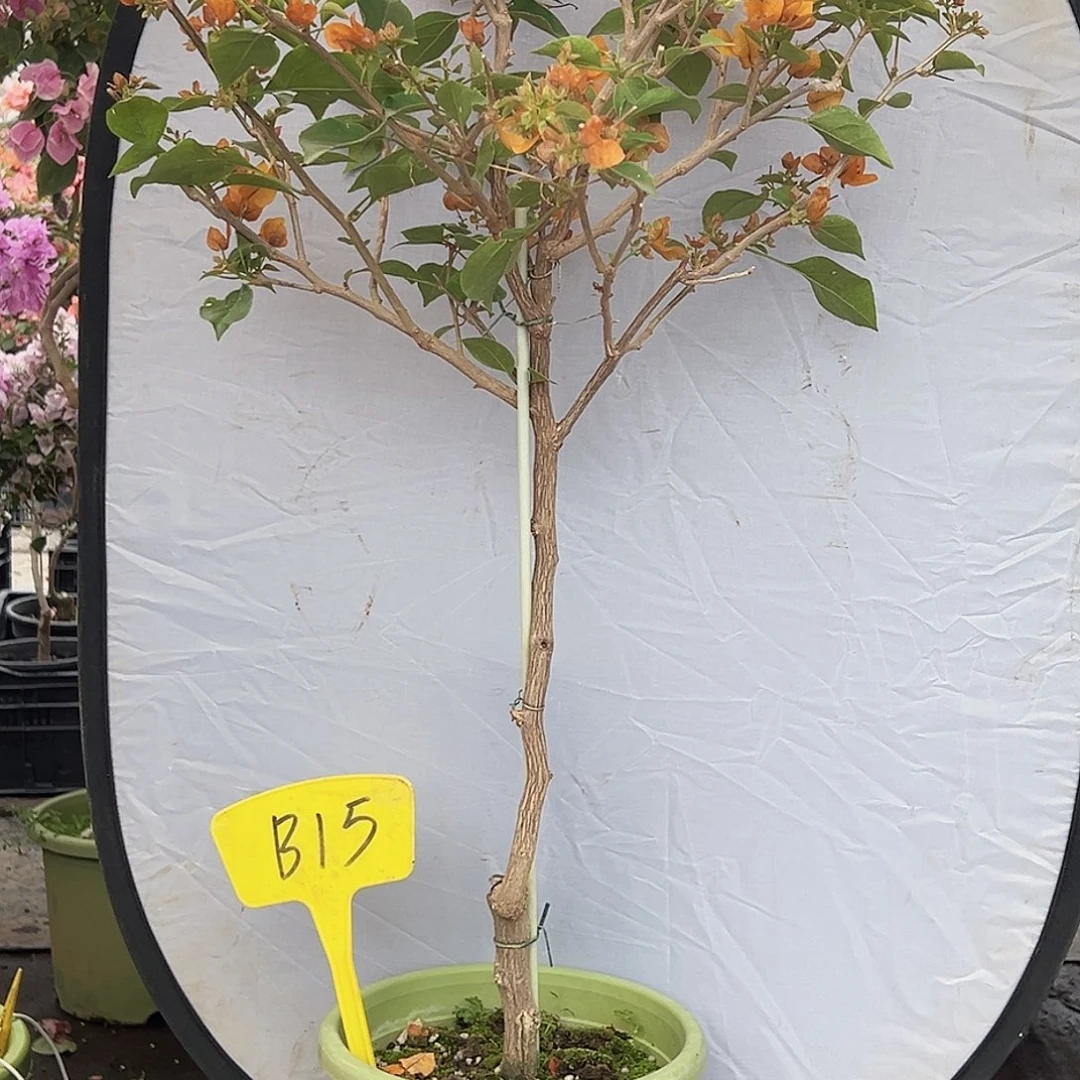 兰***香大部分花苞少量开放B15金色光辉