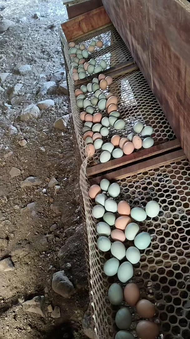 纯五谷喂养新鲜正宗农家散养土鸡蛋