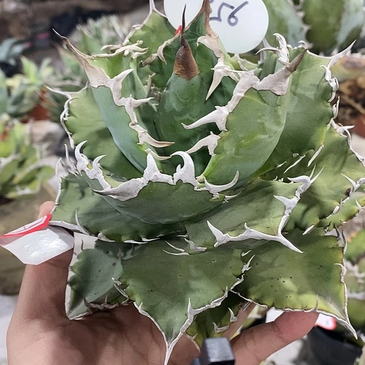 䰧356喜印11111111111