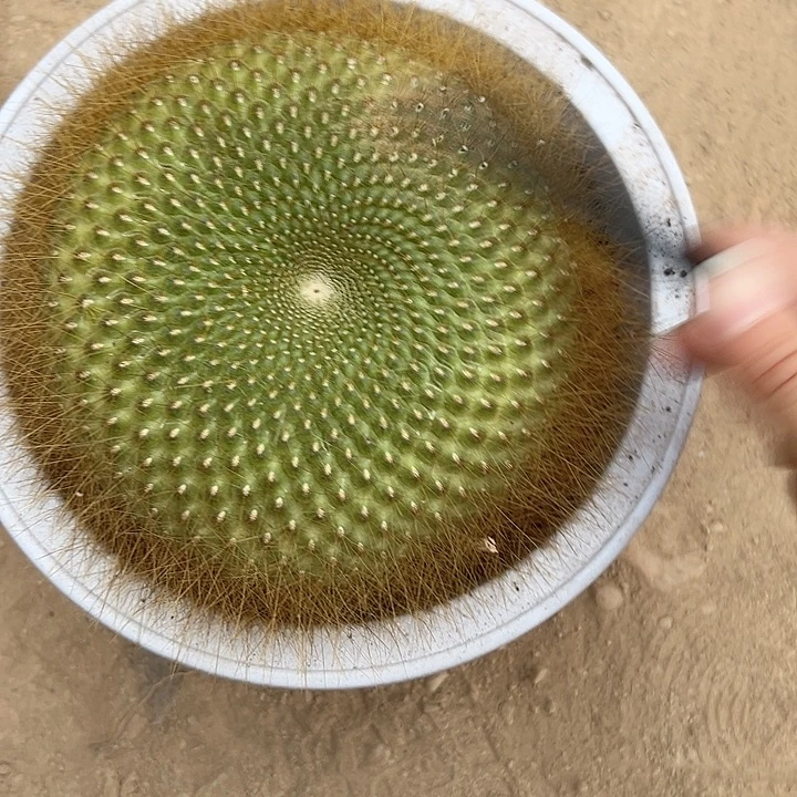 用***9恭喜发财。