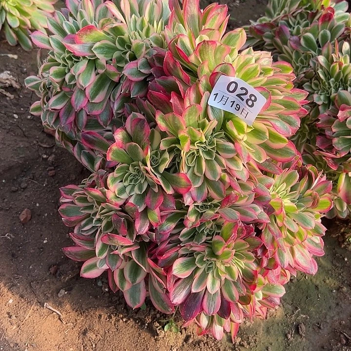 1.19-28女巫缀多肉