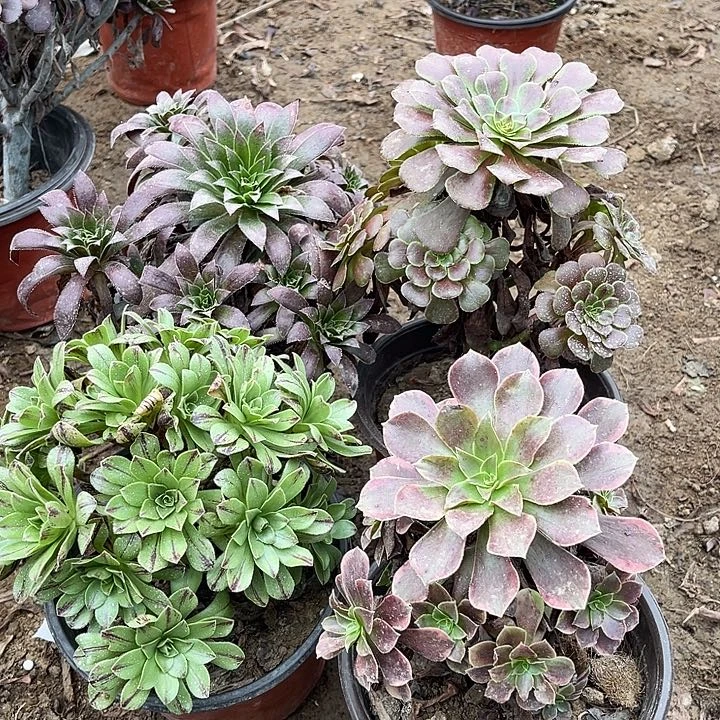 4棵玫瑰玫瑰玫瑰玫瑰