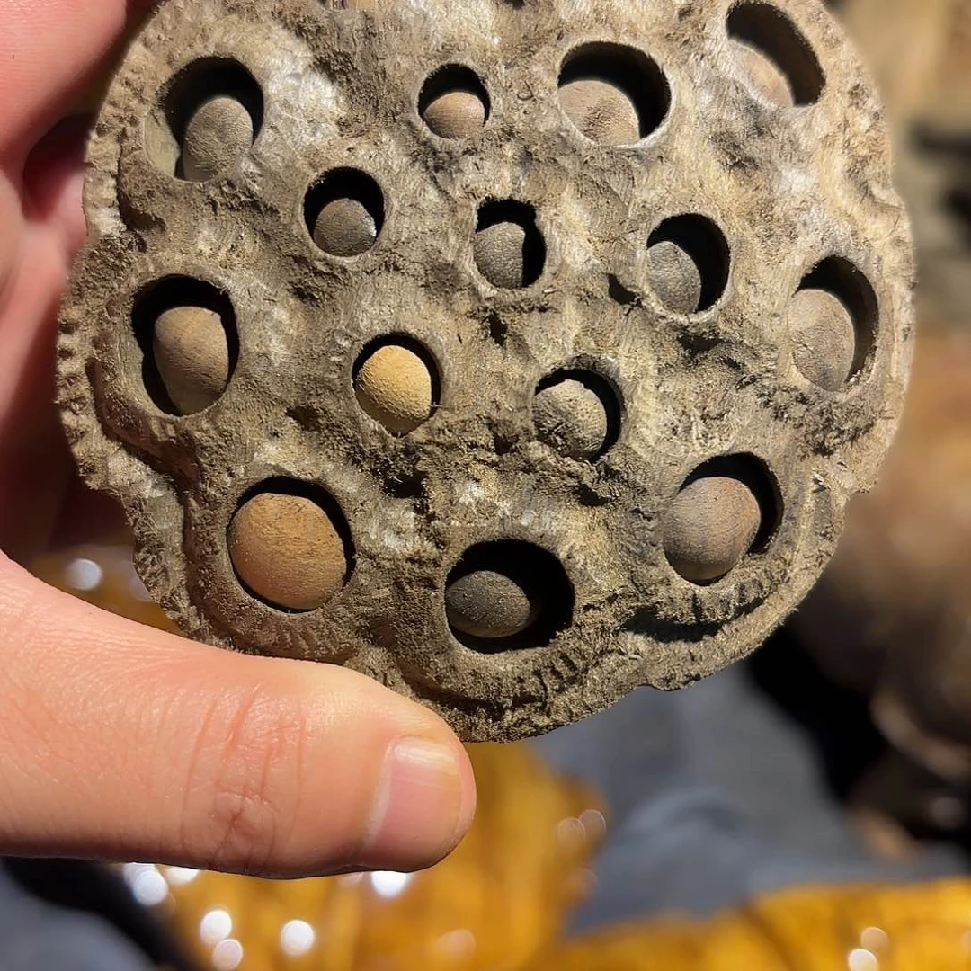 金丝楠金丝楠木莲蓬