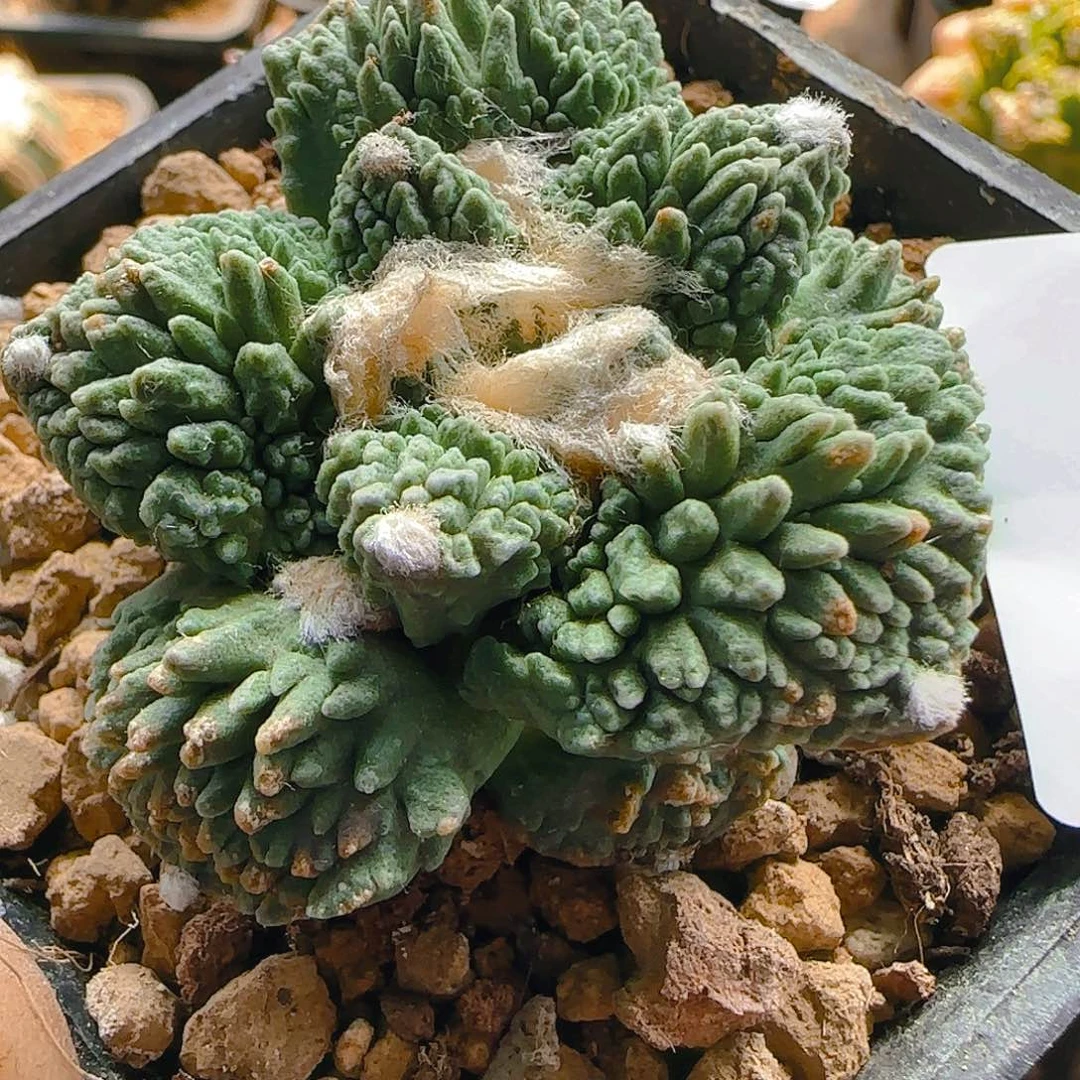 炸尤哥斯拉526刚出根
