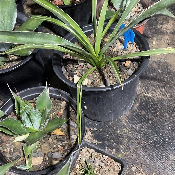 无花朵香蕉丝兰2568