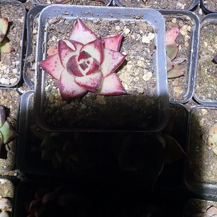 ?*宝多肉植物满20包邮