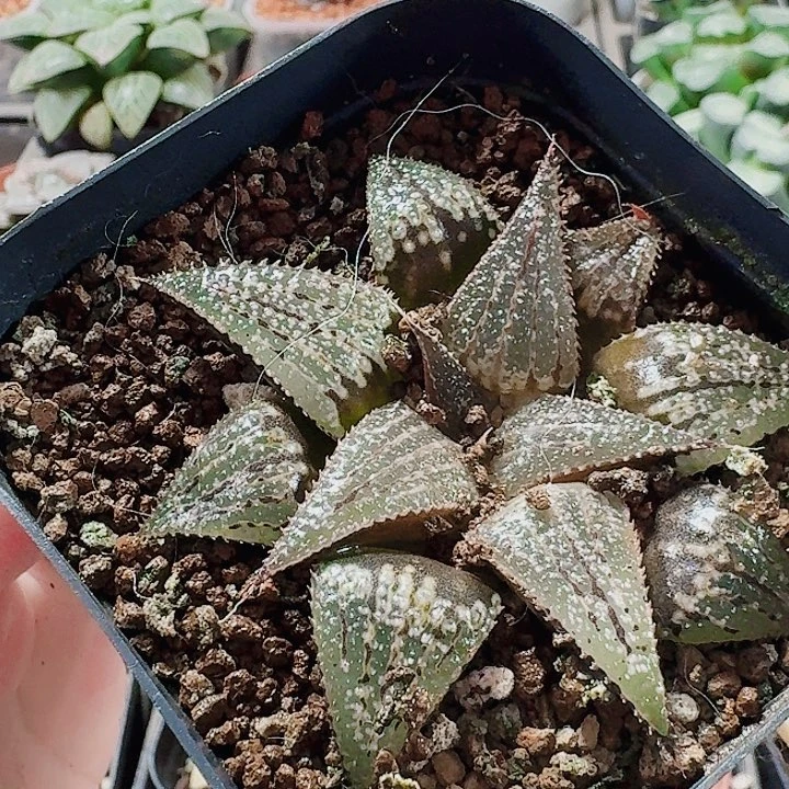 无花朵十二卷。实生手福利