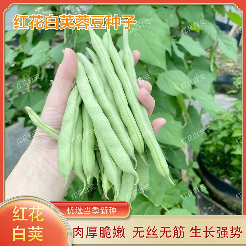 蓉豆红花白荚四季豆种子蔬菜种子春季播种阳台种菜豆角架豆种籽