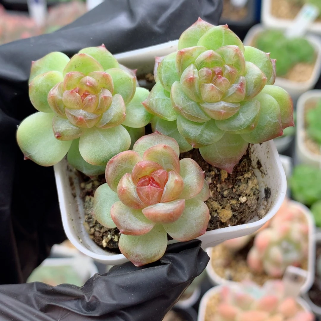 58包邮  群生不包整甜心22