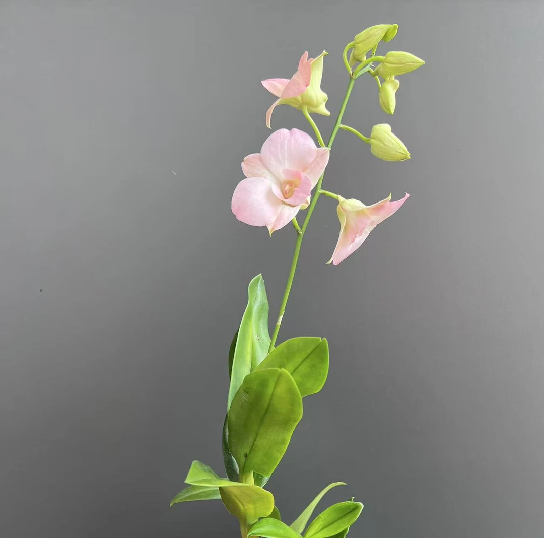 大蜜桃泰秋石斛桃粉色、大花朵、蜡质花瓣、石斛兰