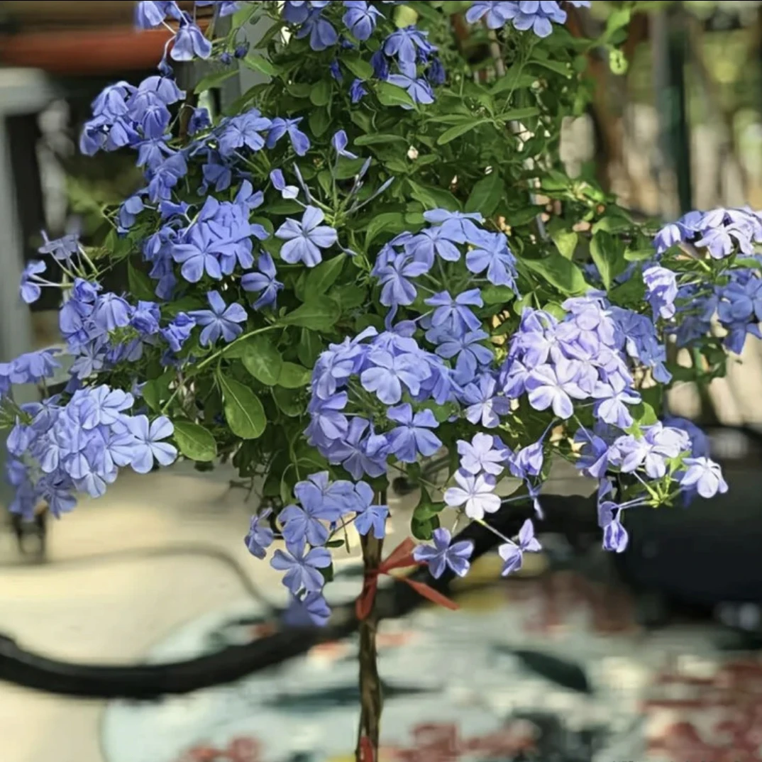 蓝雪花盆栽耐热耐晒四季开花适合阳台庭院的观花植物