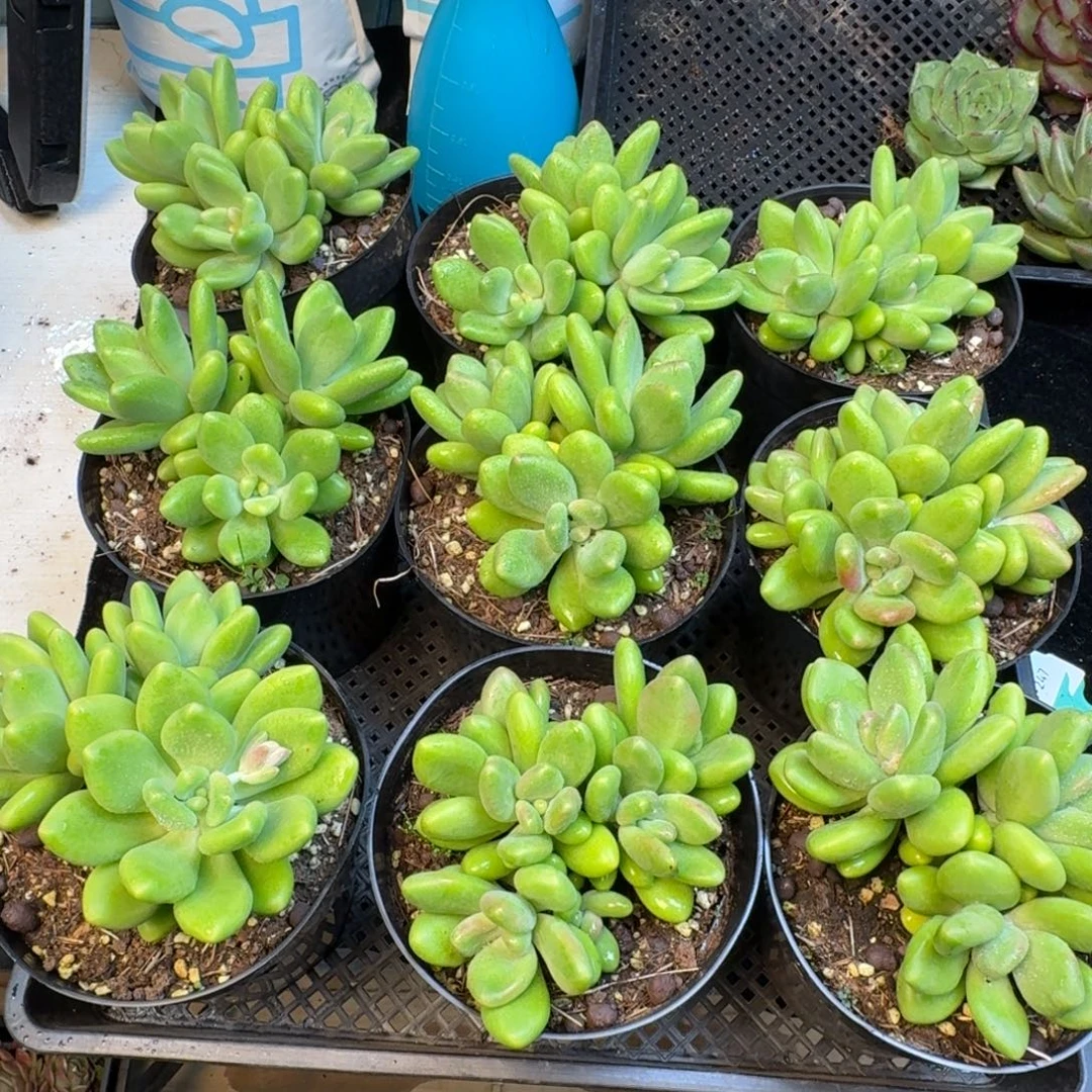 从前慢多肉精选编号1120.芒果奶三头