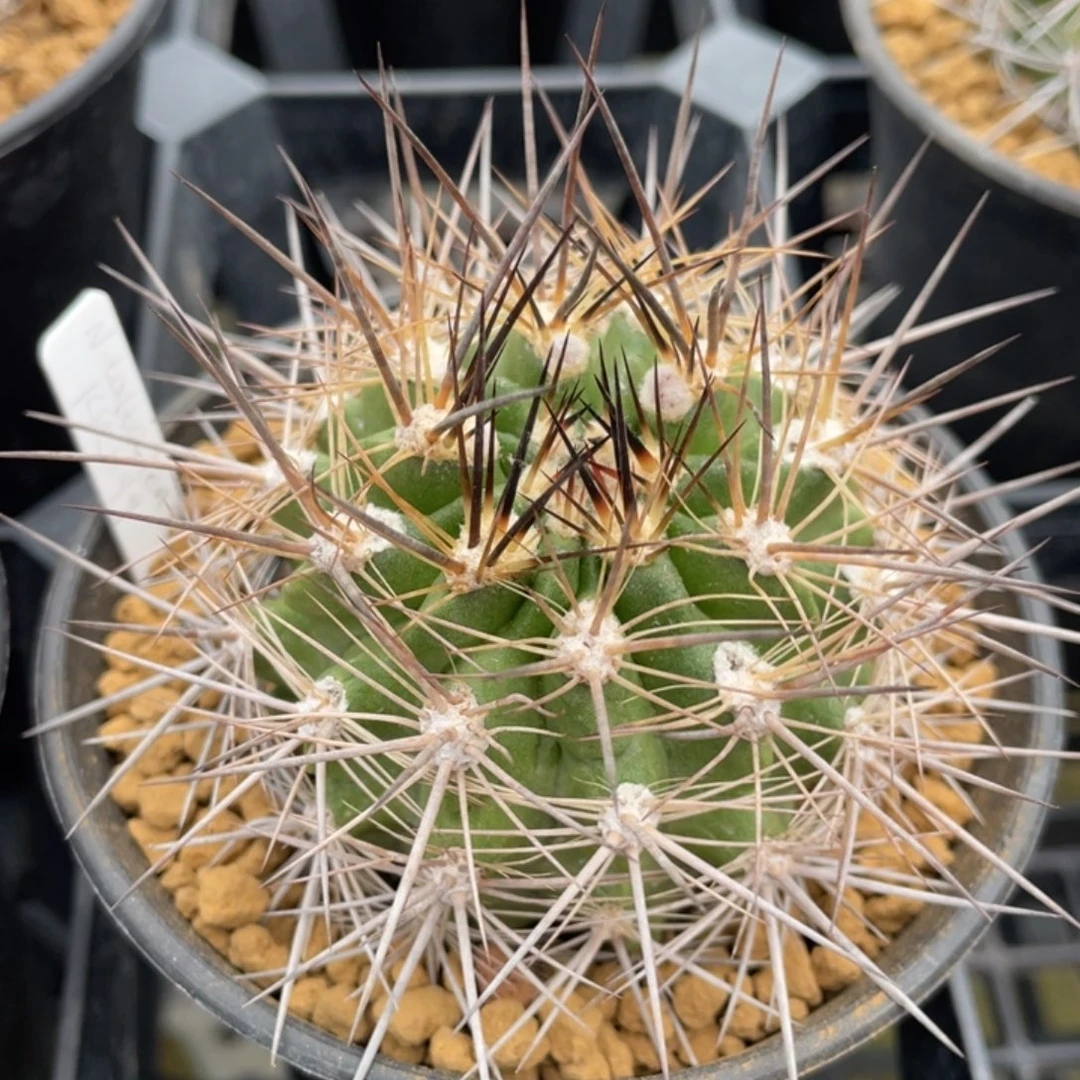 伏龙玉       实生根