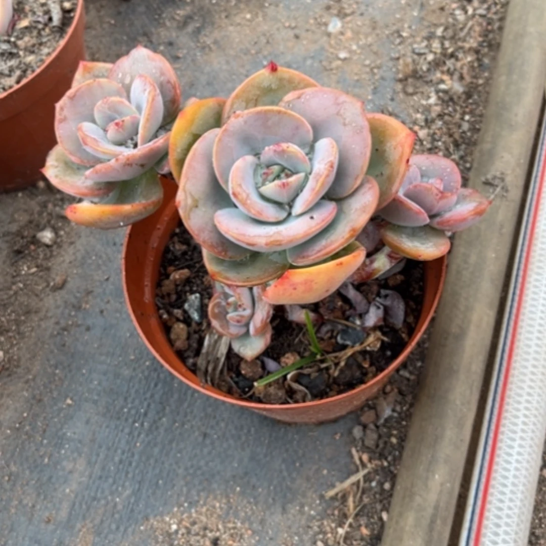 【闪购商品】温**啡白凤