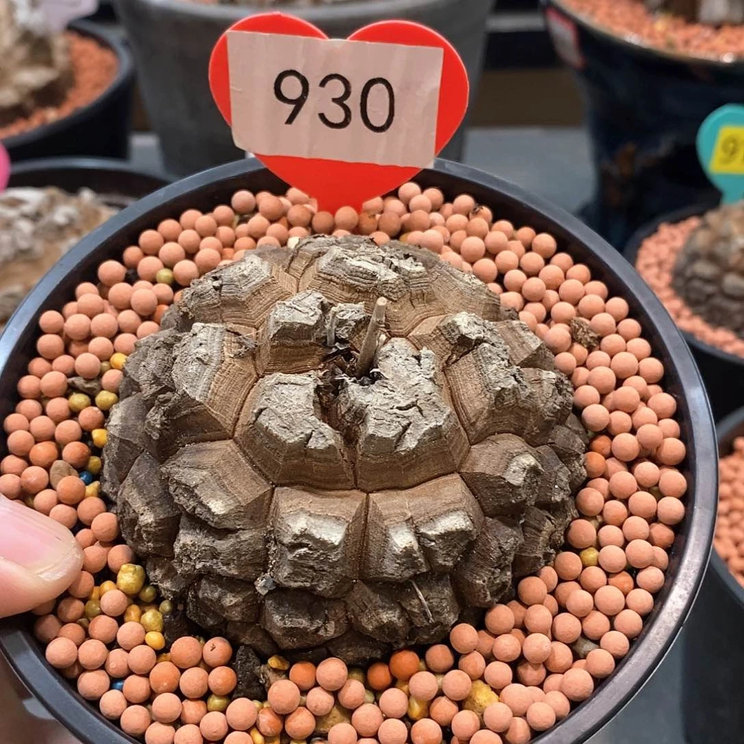 南非龟甲龙龟甲龙