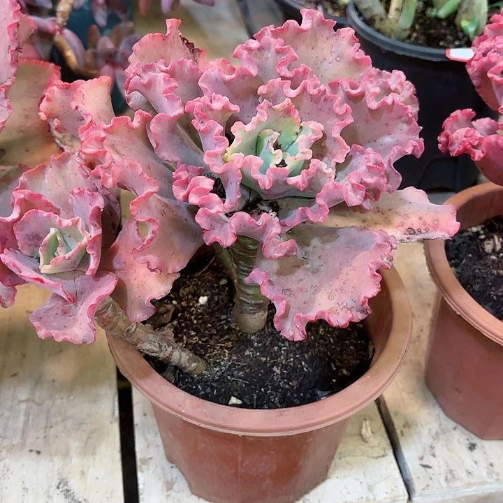 女王花笠4头精品多肉