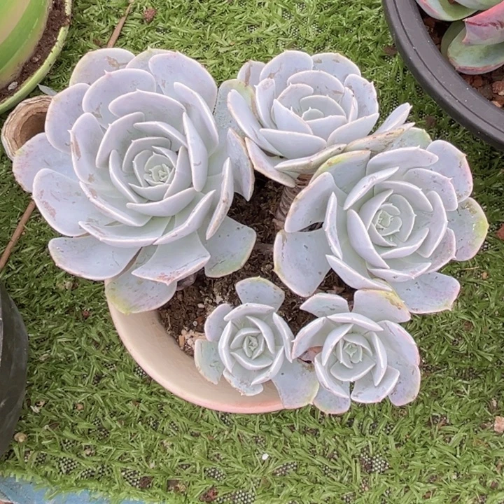 五头老桩圣卡，官服15