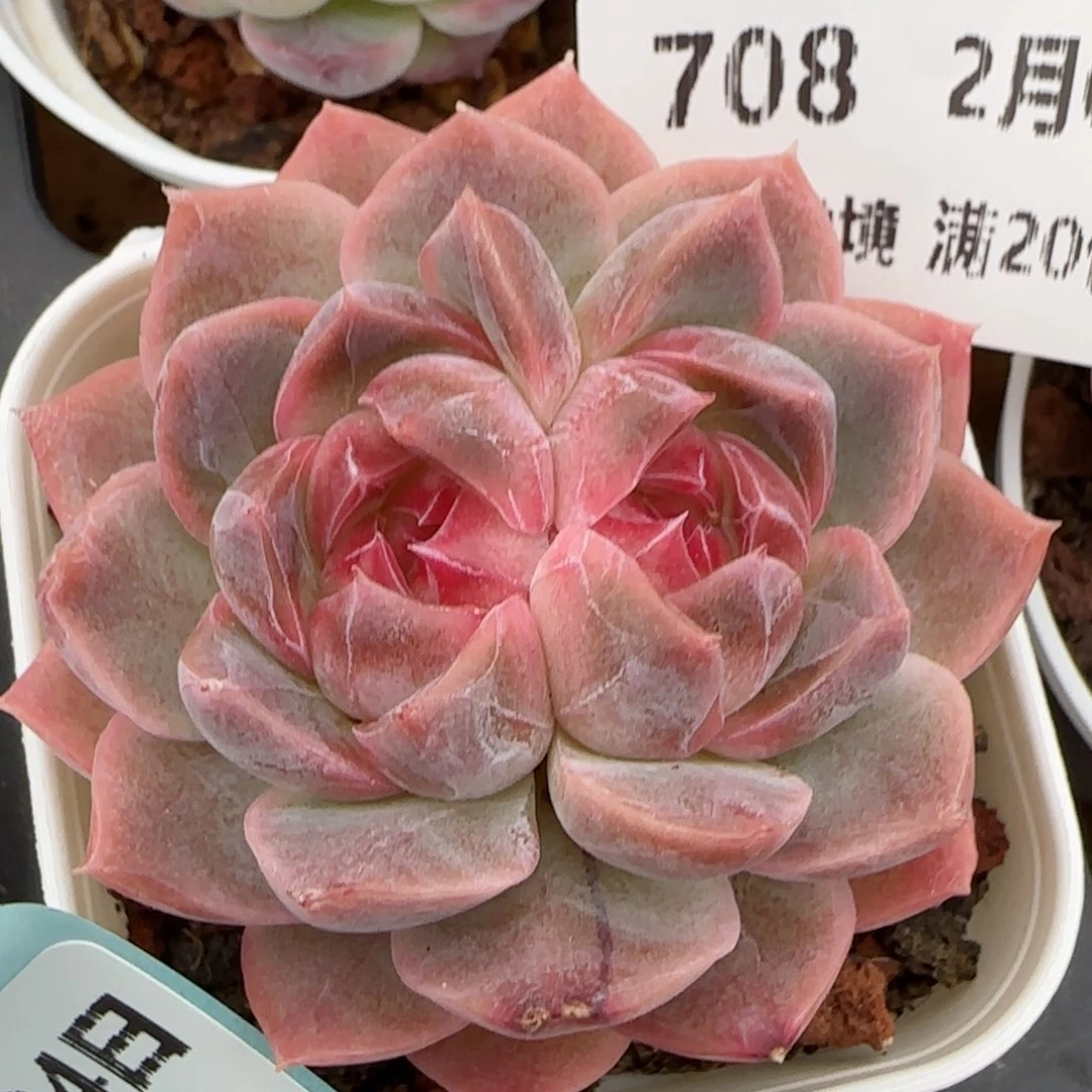 花语逸镜0204-708