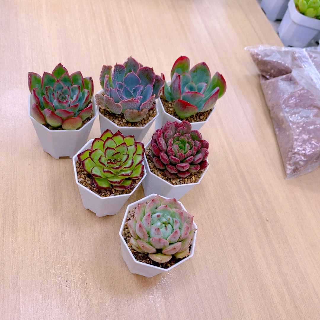 指定六颗   送小八角盆土  4厘米左右