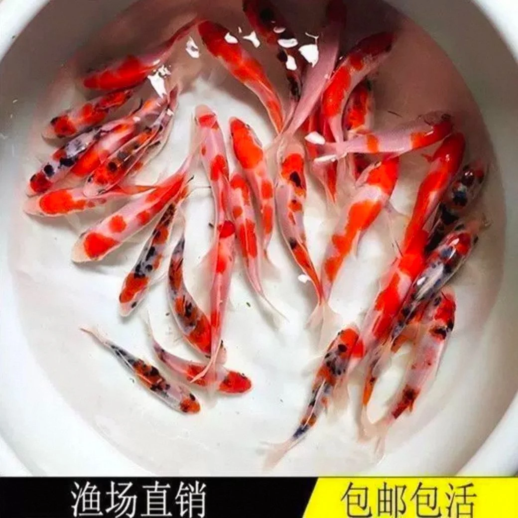 德系日系混搭锦鲤鱼冷水观赏鱼好养耐活