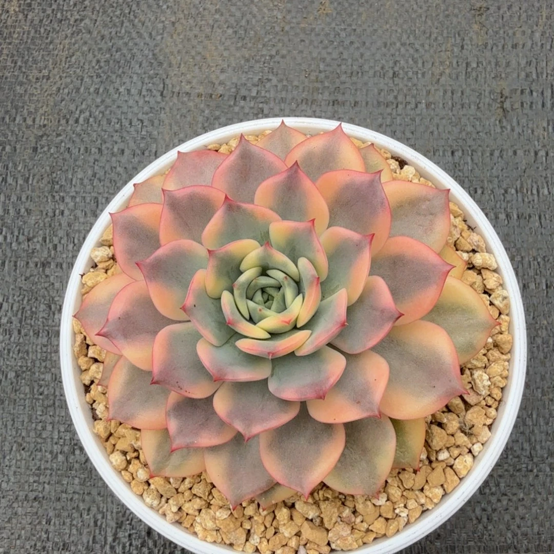 粉艾丽卡锦锦上园艺一物一拍