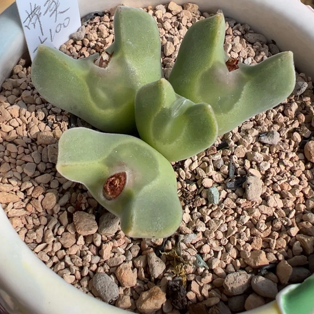 挑*多肉植物多肉植物 2单头不带种夹