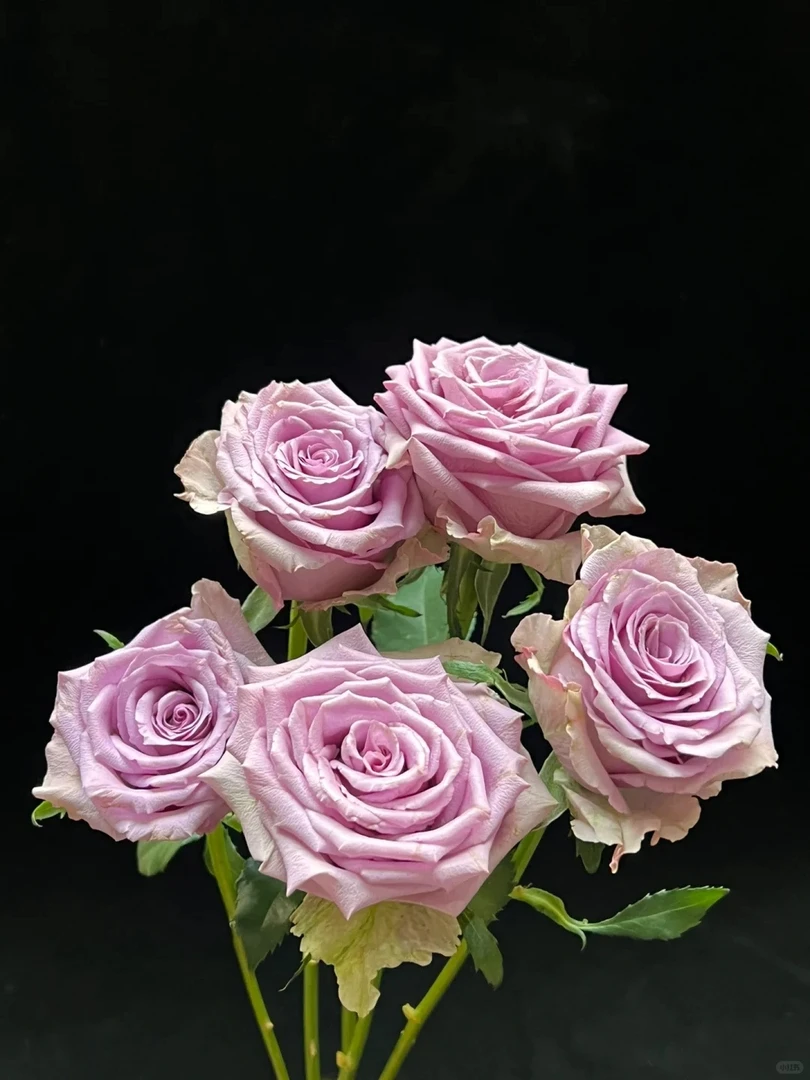 【紫霞仙子玫瑰】云南昆明鲜花基地优质鲜切花