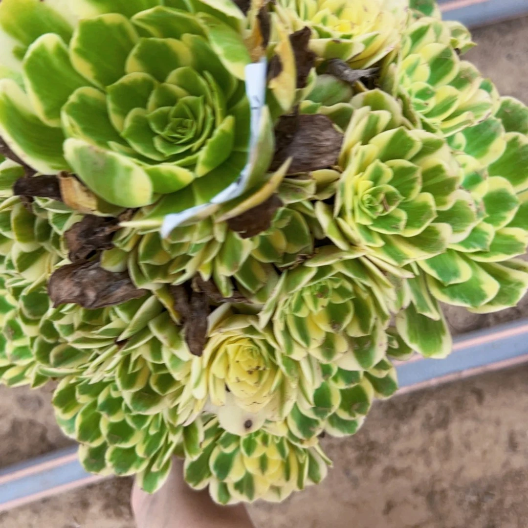 默***）迈巴赫多肉植物法师0376