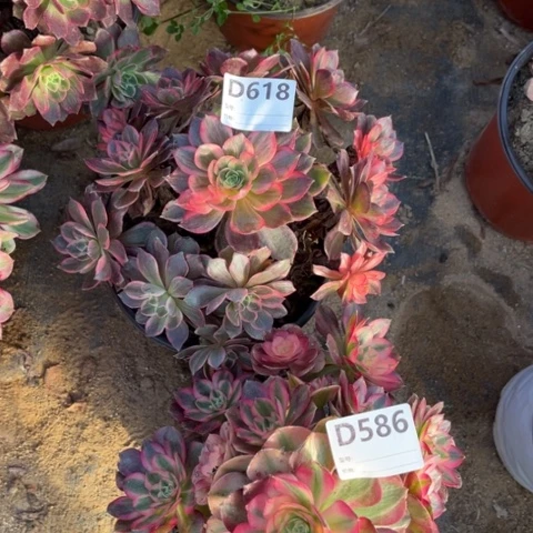 多肉植物黑魔锦倾成