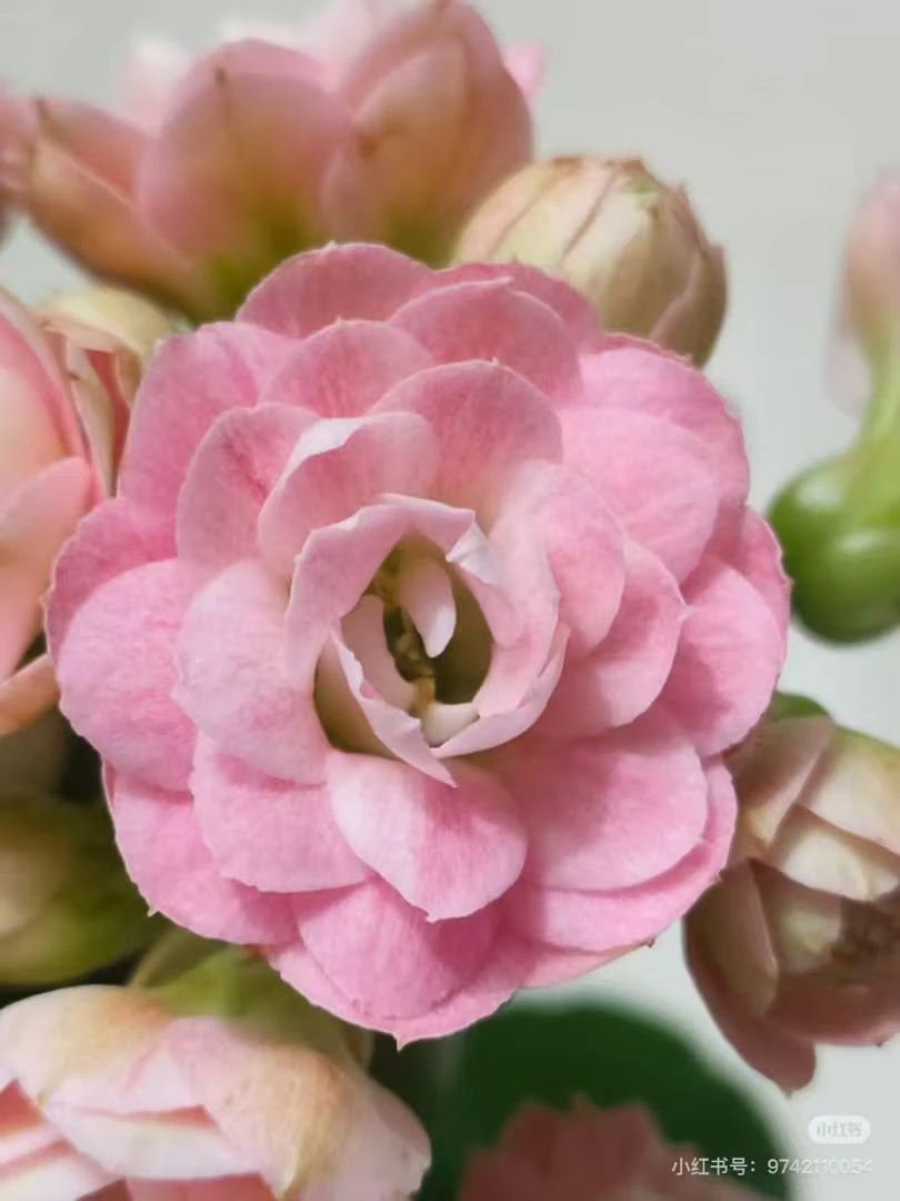 玉芙蓉【以直播间为准】多色【全场满2个品种发货】