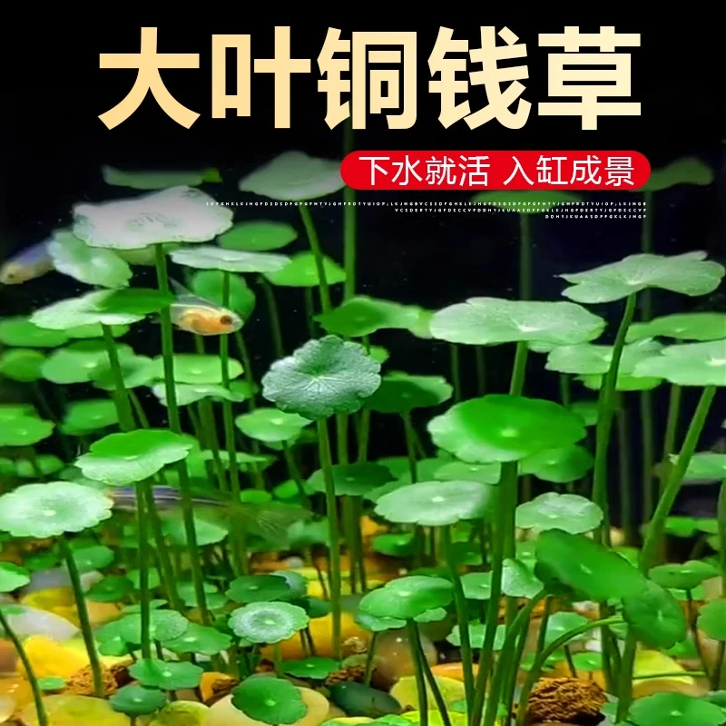 水培大叶铜钱草易活观叶绿植迷你植物盆栽大号金钱草室内鱼缸造景