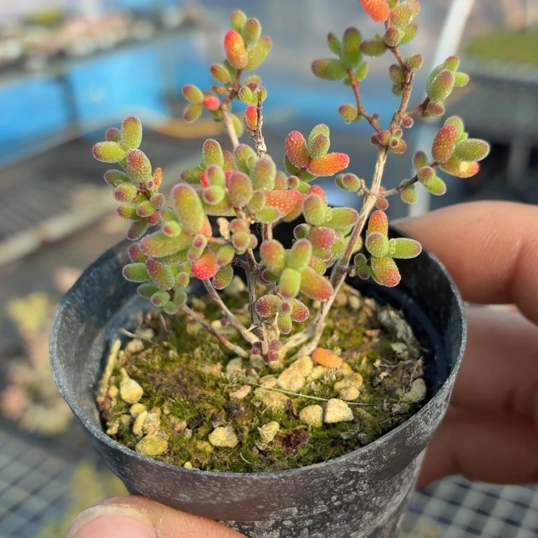 蜜橘糖球多肉9.9包邮发货