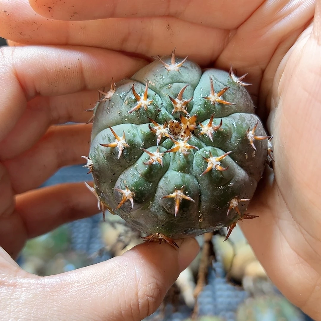 实生猫爪4.8公分