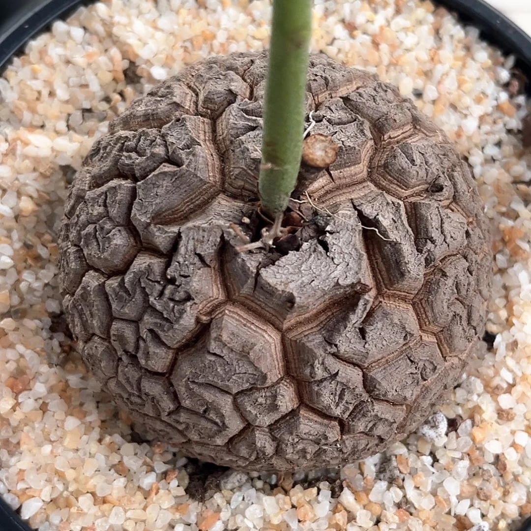 潮流植物 龟甲龙 潜力股