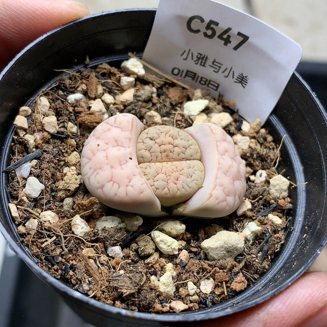 C547多肉植物保护