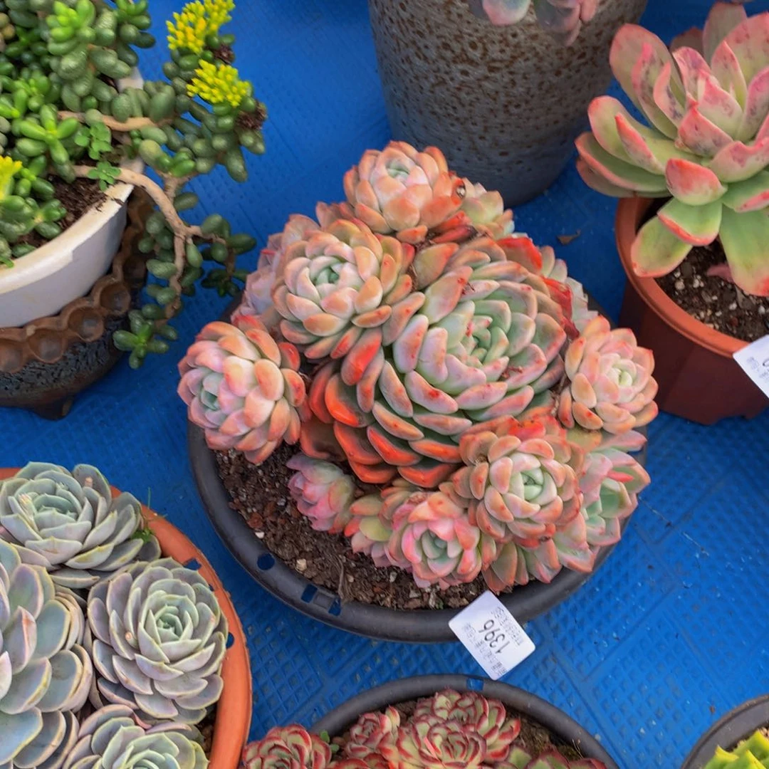 九**莉1396粉冰玉多肉