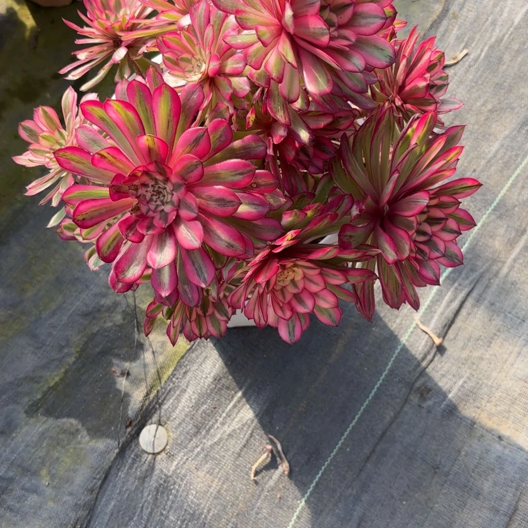 花好月又圆202509