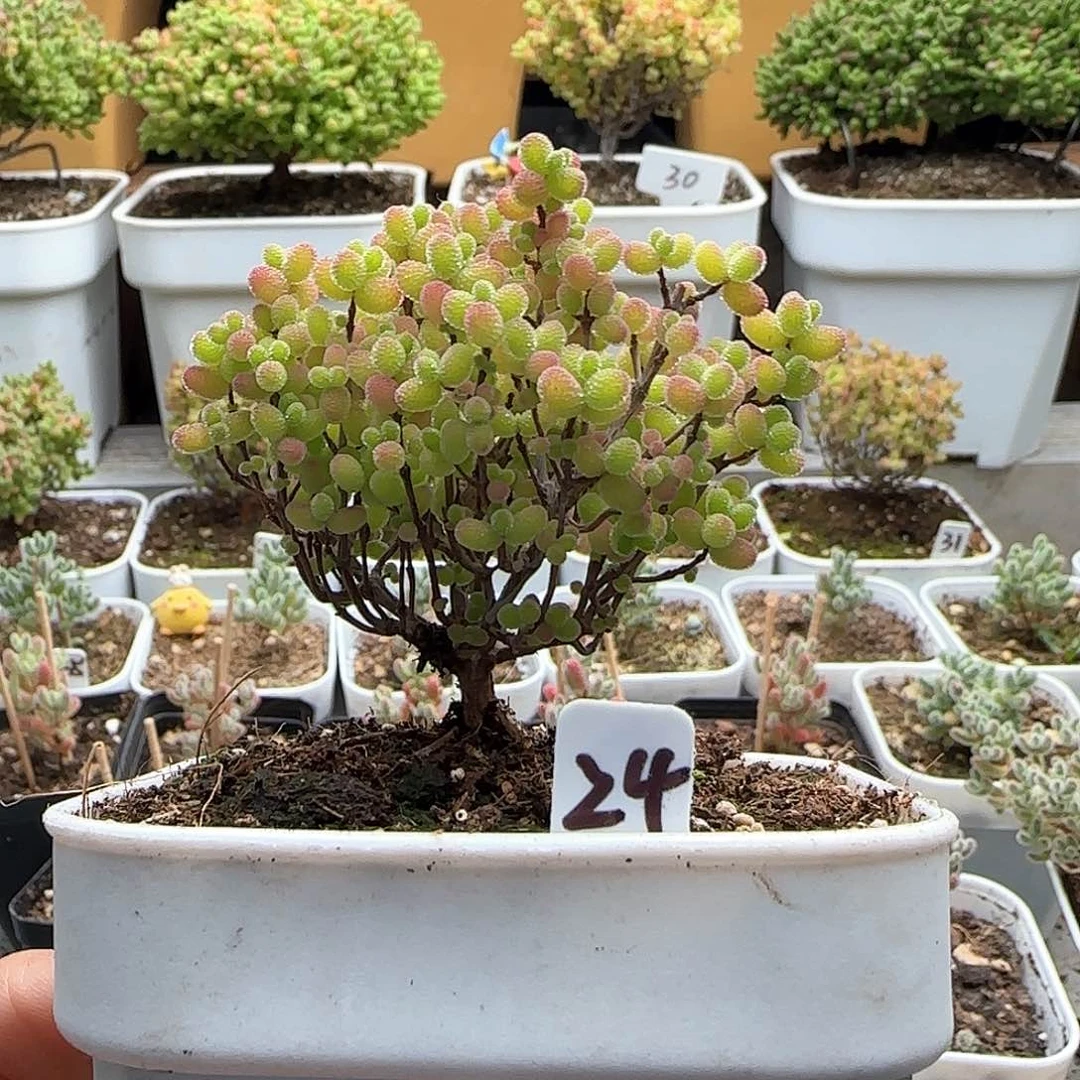 蜜橘糖球枝干番杏