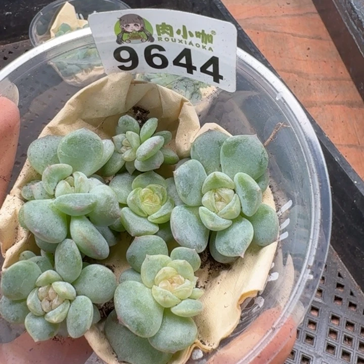 多肉植物多肉植物