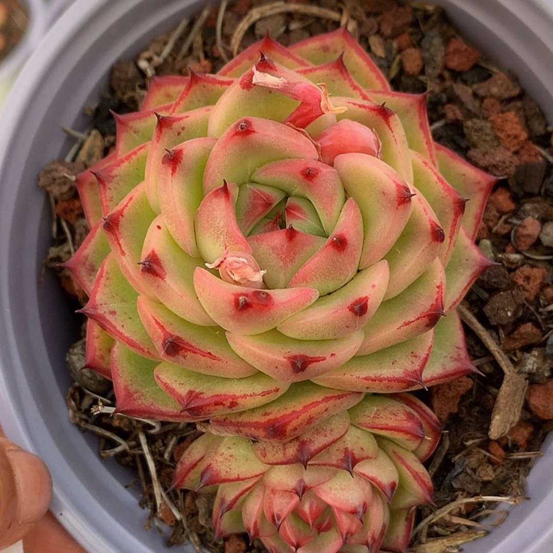 【闪购商品】云1470